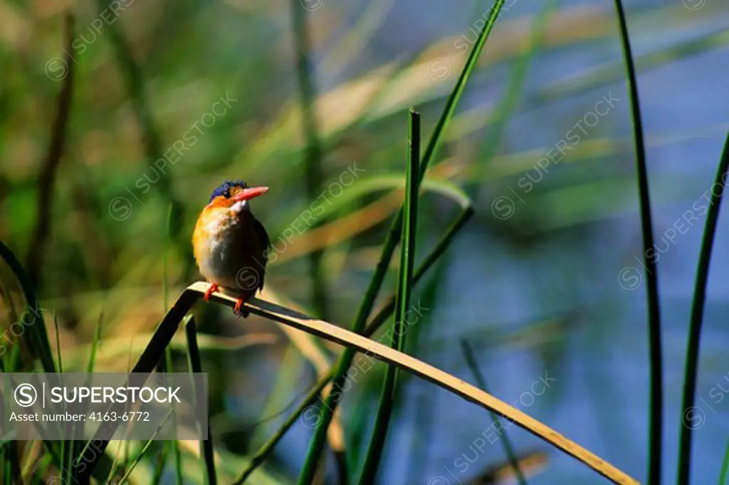 BOTSWANA, OKAVANGO DELTA, JEDIBE ISLAND, MALACHITE KINGFISHER (ALCEDO CRISTATA) PERCHED ON REED