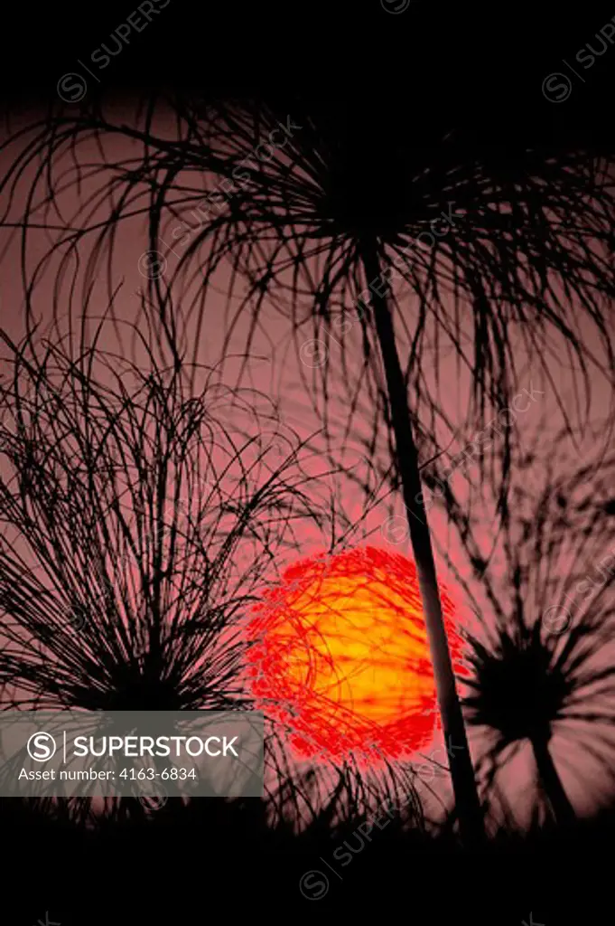 BOTSWANA, OKAVANGO DELTA, NEAR JEDIBE, PAPYRUS IN SUNRISE