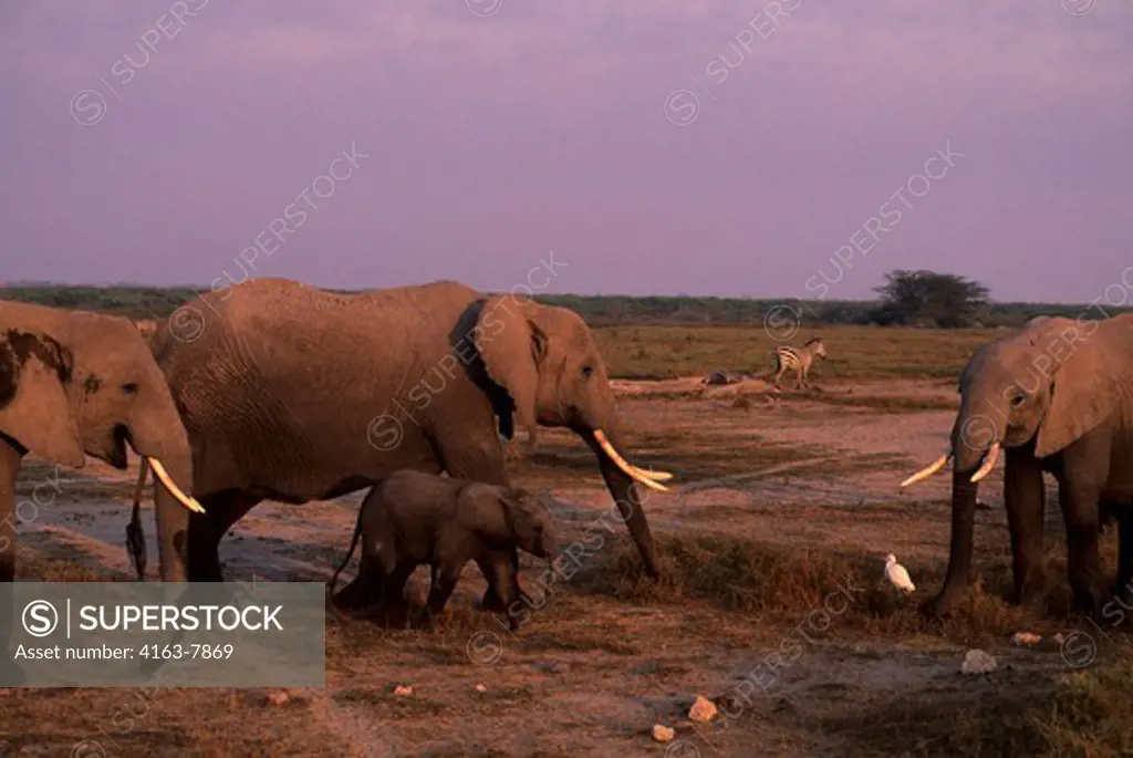 KENYA, AMBOSELI NATIONAL PARK, ELEPHANT COW WITH BABY