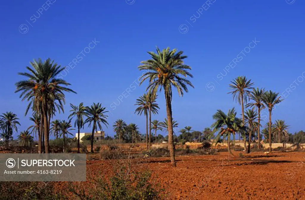 LIBYA, NEAR  BENGHAZI, DATE PALM TREES