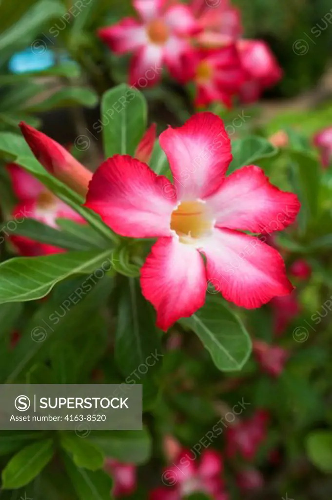 WEST AFRICA, TOGO, LOME, DESERT ROSE Adenium obesum, SUCCULENT TREE, FLOWER