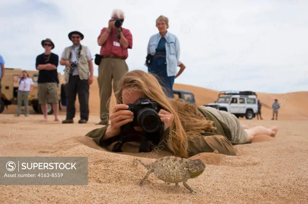 NAMIBIA, NEAR SWAKOPMUND, NAMIB DESERT, TOURIST PHOTOGRAPHING NAMAQUA CHAMELEON