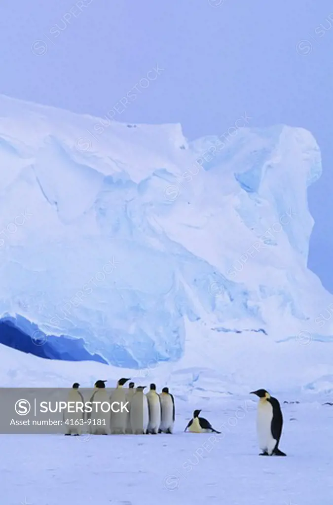 ANTARCTICA, RIISER-LARSEN ICE SHELF, EMPEROR PENGUINS, ICE CAVE IN BACKGROUND