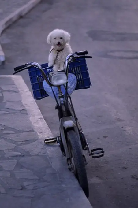 GREECE, CRETE, AGIOS NIKOLAOS, POODLE ON BICYCLE