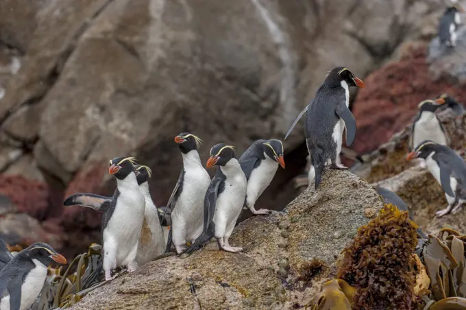 A group of Snares penguins (Eudyptes robustus), also known as the Snares crested penguin getting ready to go to sea to feed, waiting on rocks at the waters edge of Snares Island, New Zealand.