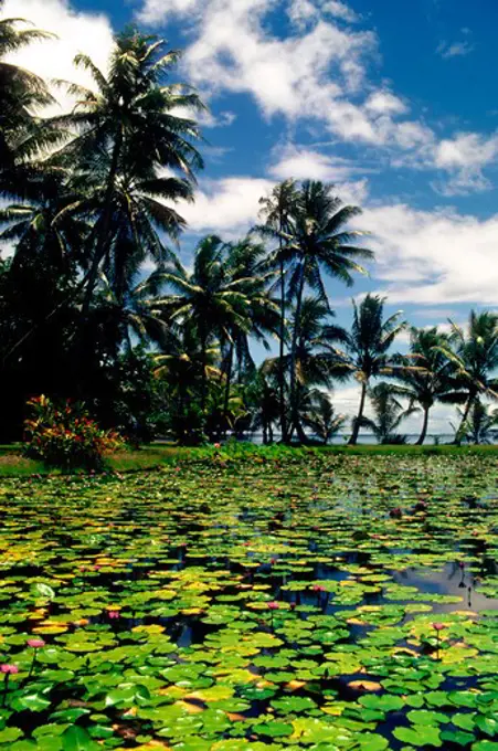 TAHITI, WATERLILIES WITH PALM TREES IN BACKGROUND