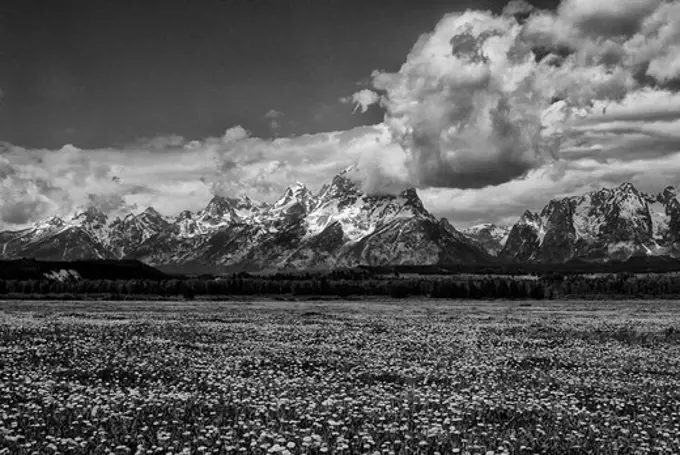 USA, WYOMING, GRAND TETON NATIONAL PARK, TETON RANGE, PASTURE WITH DANDELIONS IN FOREGROUND