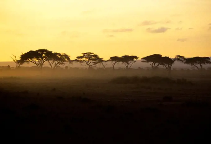 Kenya, Amboseli, Sunrise, Acacia Trees