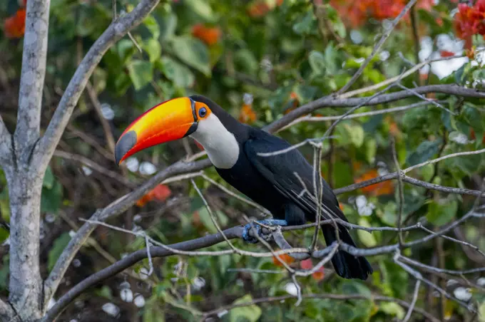 A Toco toucan (Ramphastos toco) with Bougainvillea flowers in the background perched in a tree at the Aguape Lodge in the Southern Pantanal, Mato Grosso do Sul, Brazil.