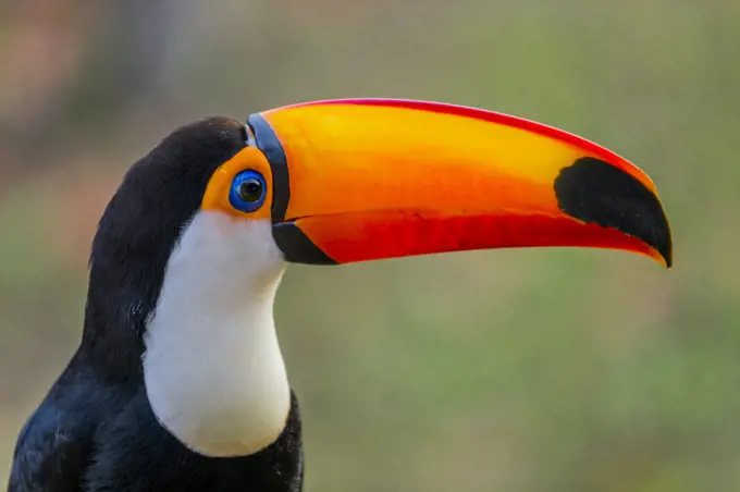 Portrait of a Toco toucan (Ramphastos toco) at the Aguape Lodge in the Southern Pantanal, Mato Grosso do Sul, Brazil.