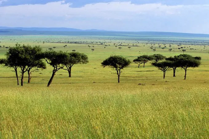 Kenya, Masai Mara, Landscape