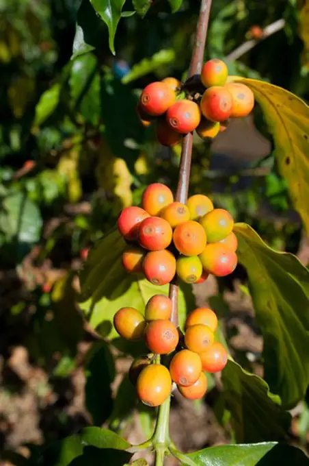 Guatemala, Highlands, Antigua, Coffee Plantation, Shade Grown Coffee, Coffee Beans On Bush