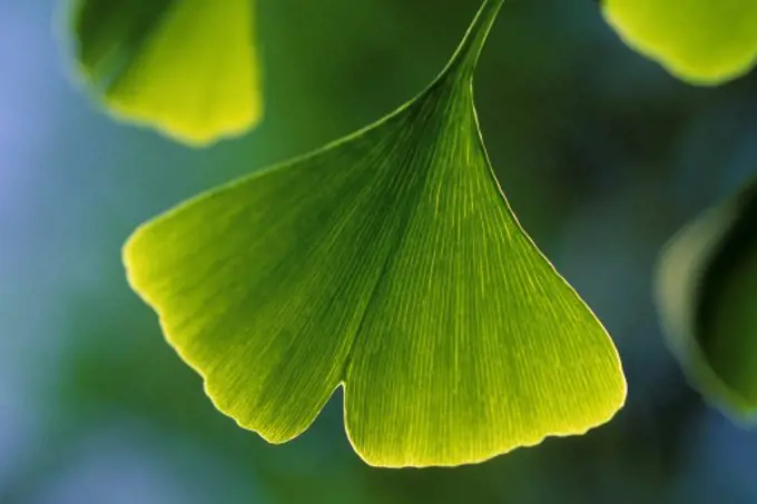 CHILE, SANTIAGO, CLOSE-UP OF GINGKO TREE LEAF