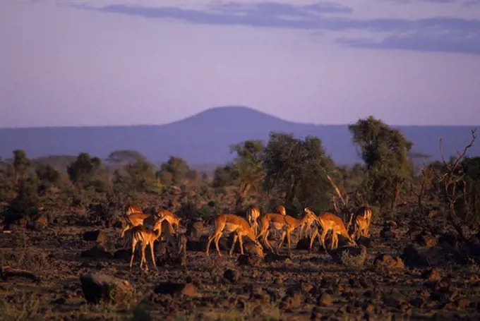 KENYA, AMBOSELI NATIONAL PARK, IMPALA HERD