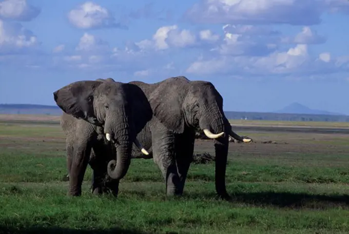 KENYA, AMBOSELI NATIONAL PARK, ELEPHANTS