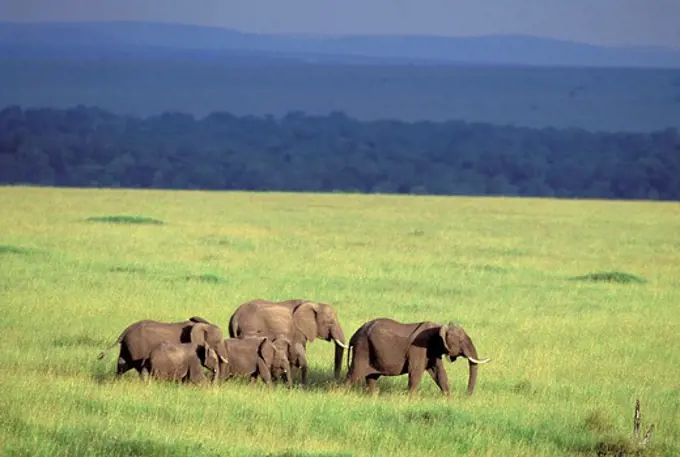 KENYA, MASAI MARA, ELEPHANTS