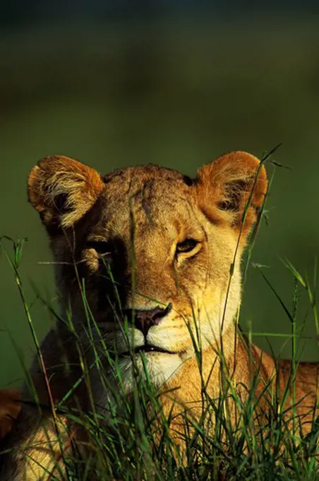 KENYA, MASAI MARA, LIONESS