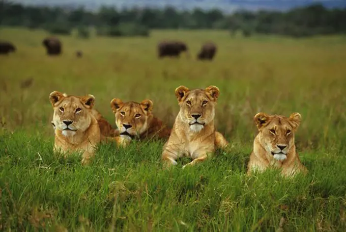 KENYA, MASAI MARA, FEMALE LIONS, ELEPHANTS BACKGROUND