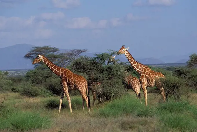 KENYA, SAMBURU, RETICULATED GIRAFFES