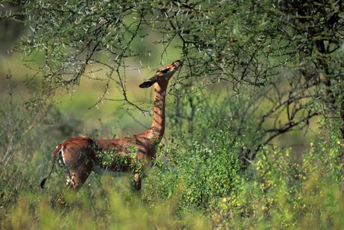 KENYA, SAMBURU, GERENUK, FEMALE FEEDING ON ACACIA BUSH