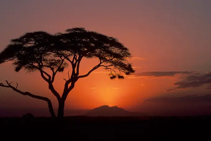 KENYA, AMBOSELI NATIONAL PARK, SUNSET, ACACIA TREE