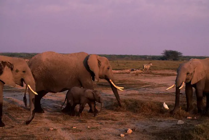 KENYA, AMBOSELI NATIONAL PARK, ELEPHANT COW WITH BABY