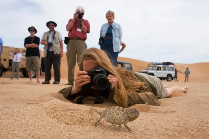 NAMIBIA, NEAR SWAKOPMUND, NAMIB DESERT, TOURIST PHOTOGRAPHING NAMAQUA CHAMELEON