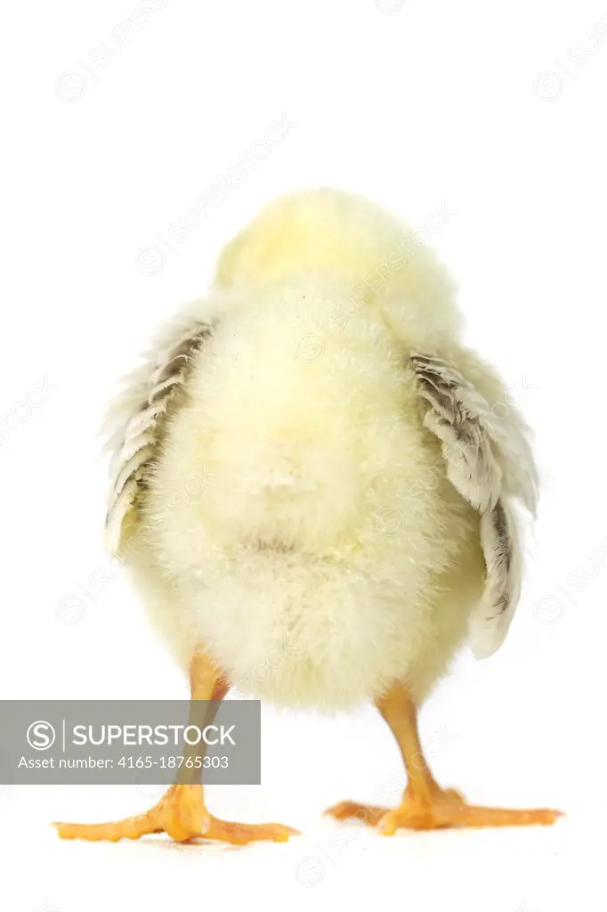 Cute Baby Chick Chicken on White Background