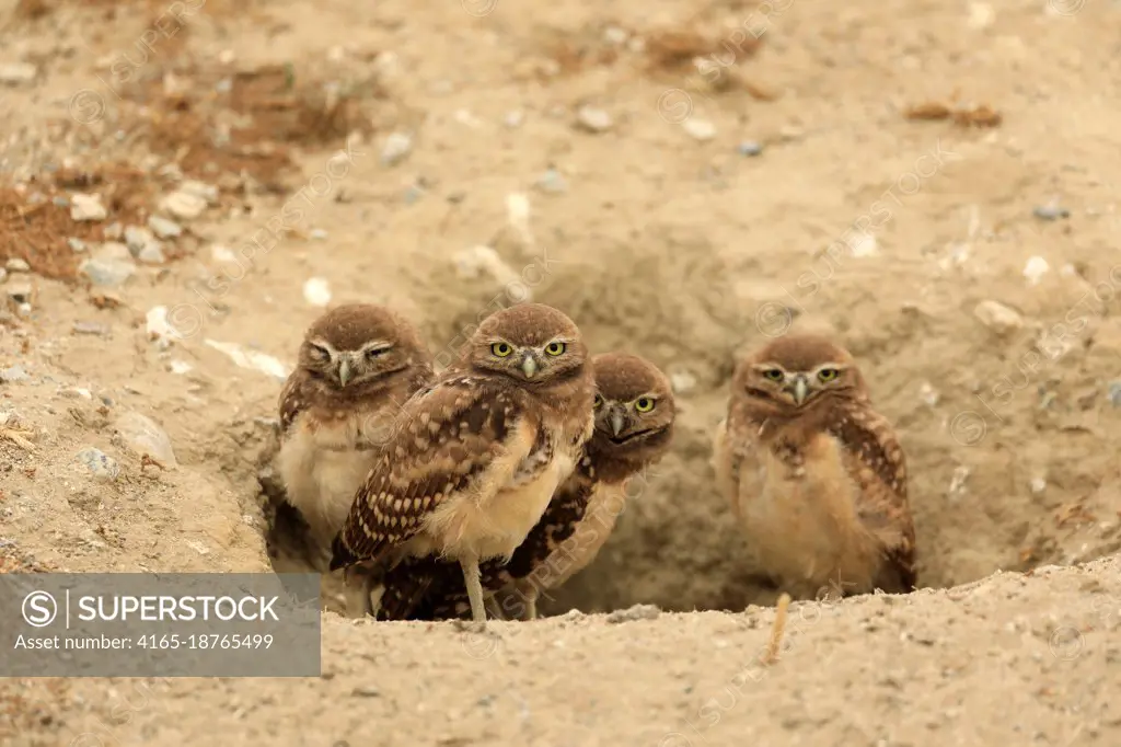 Juvenile Burrowing Owls in Southern California in Their Wild Habitat