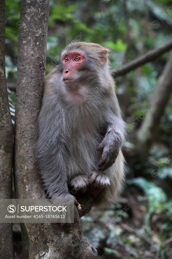 Wild Feral Rhesus Monkeys Living in Zhangjiajie National Park China