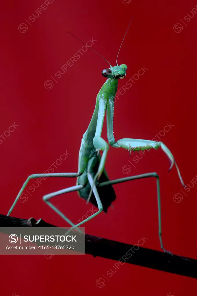 Detailed Green Praying Mantis on Red Background