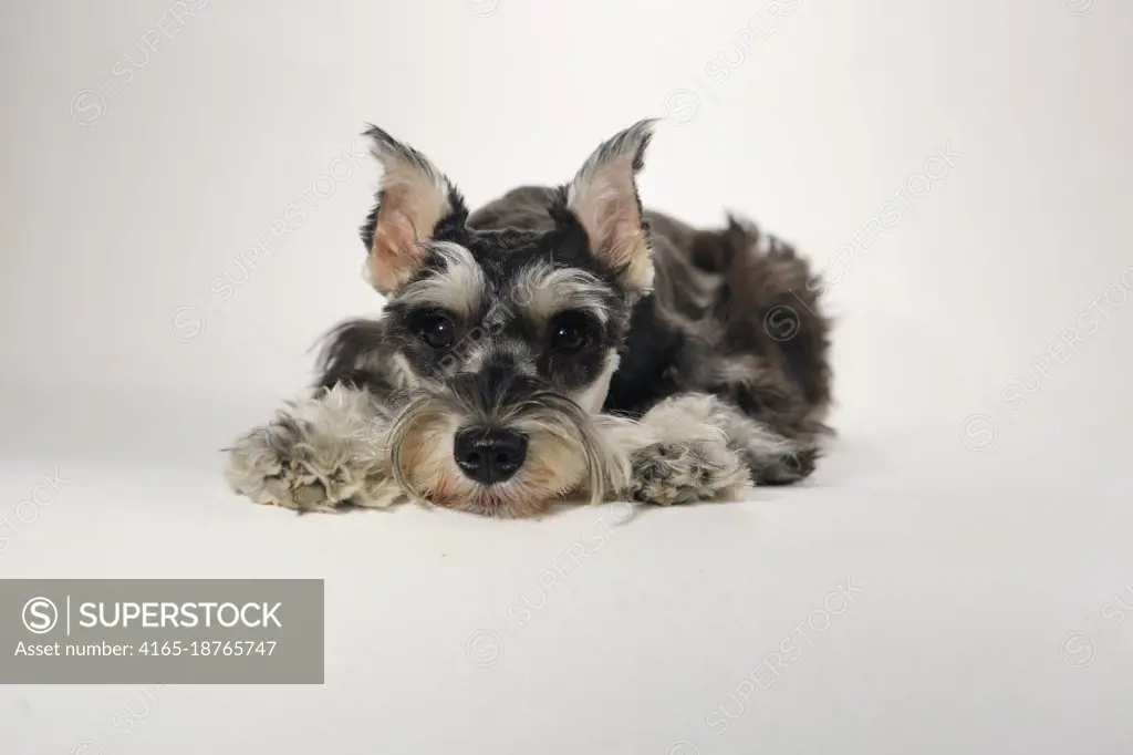 Miniature Schnauzer Puppy Dog on White Background