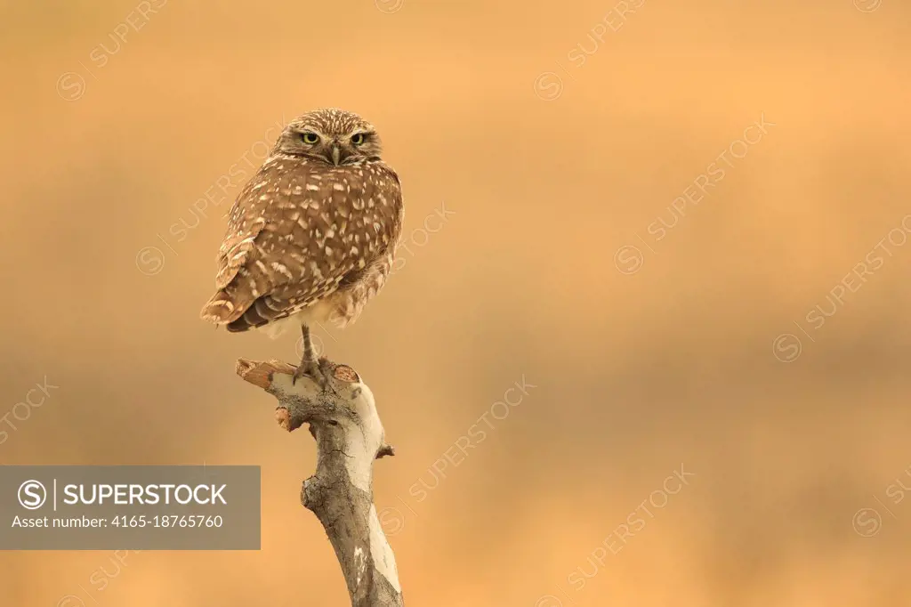 Juvenile Burrowing Owls in Southern California in Their Wild Habitat