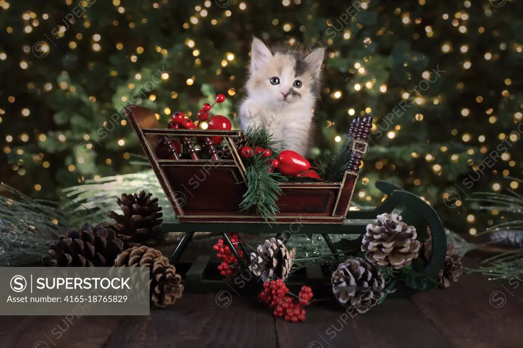 Cute Kitten in a Holiday Christmas Sleigh