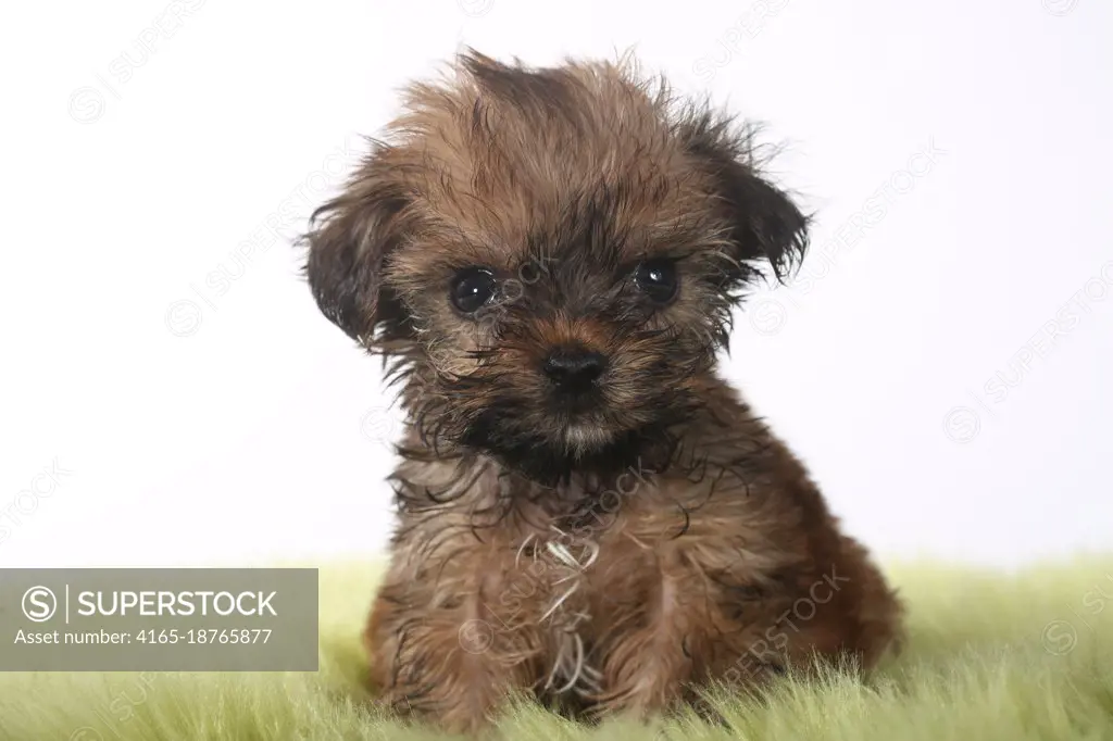 Adorable Teacup Yorkshire Terrier on White Background