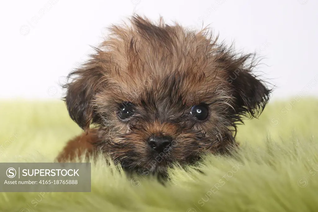 Adorable Teacup Yorkshire Terrier on White Background