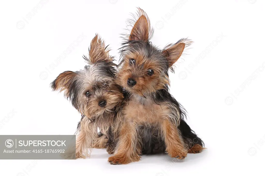 Tiny Yorkshire Terrier Puppies Sitting on White Background  