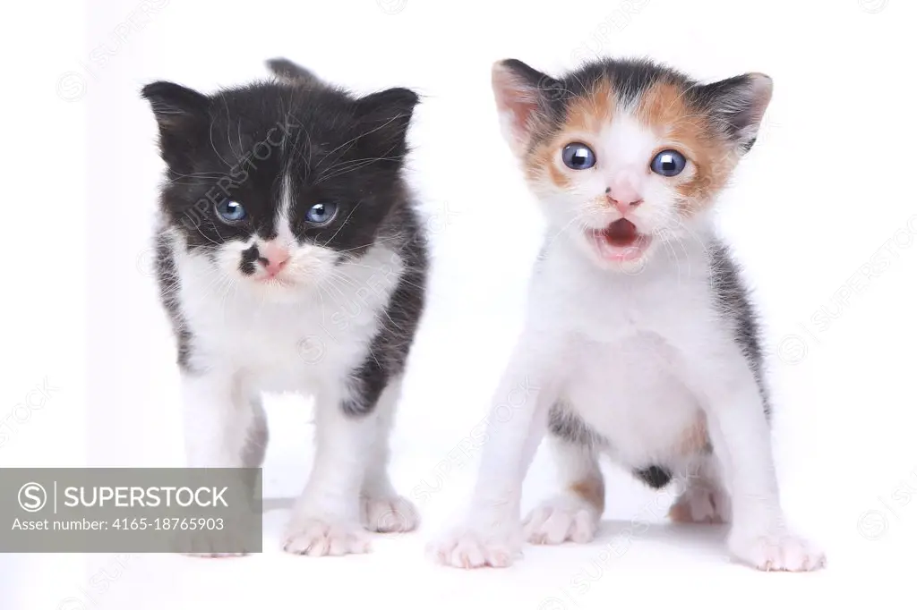 Two Adorable Baby Kittens on White Background