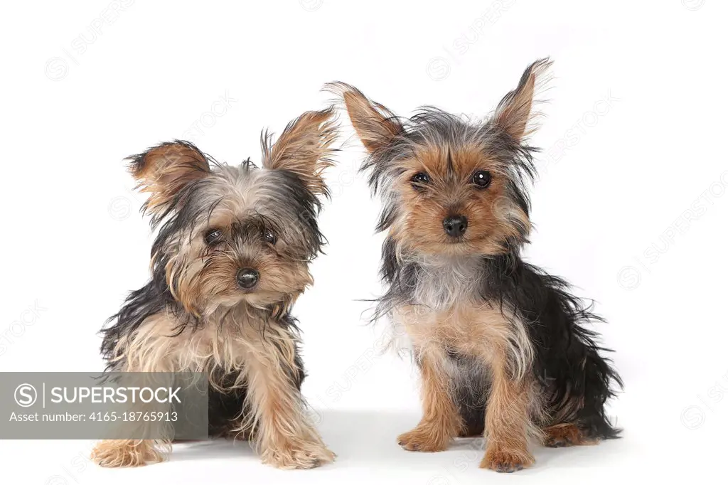 Tiny Yorkshire Terrier Puppies Sitting on White Background  