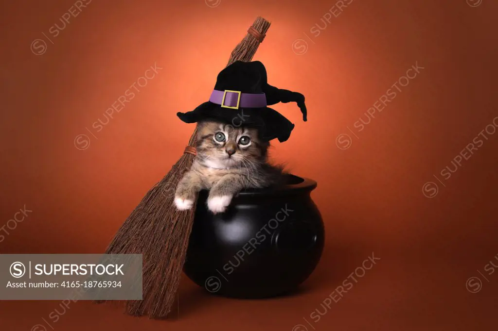 Funny Halloween Witch Themed Kitten