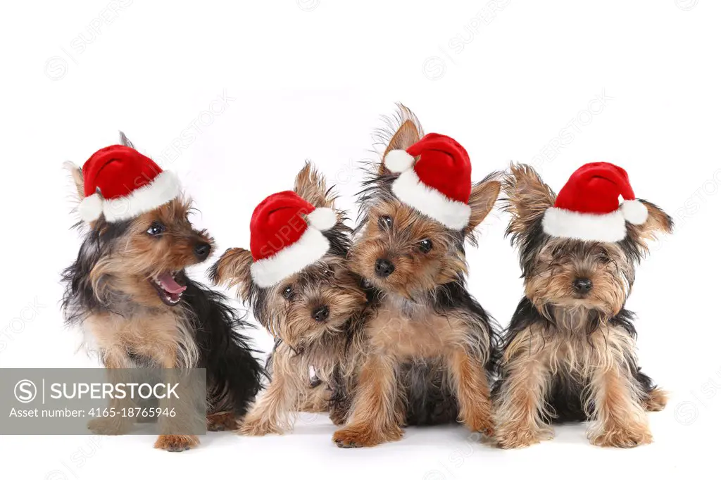 Sitting Puppy Dogs With Cute Expression and Santa Hat