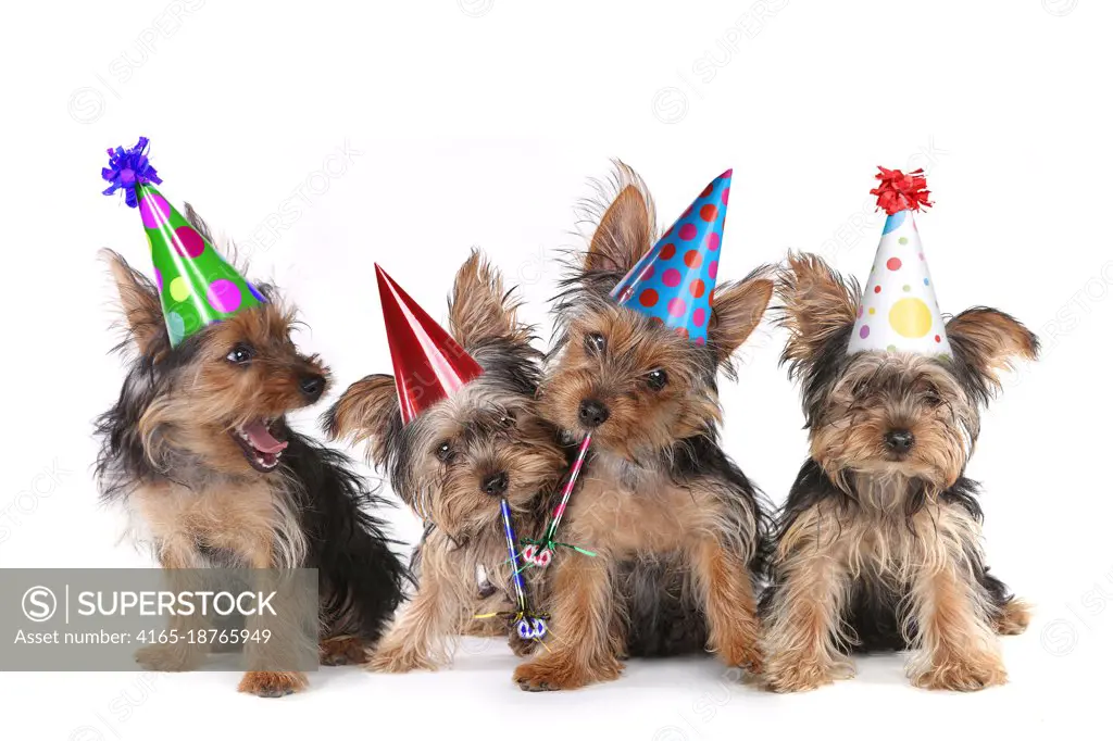 Happy Birthday Theme Yorkshire Terrier Puppies on White Singing