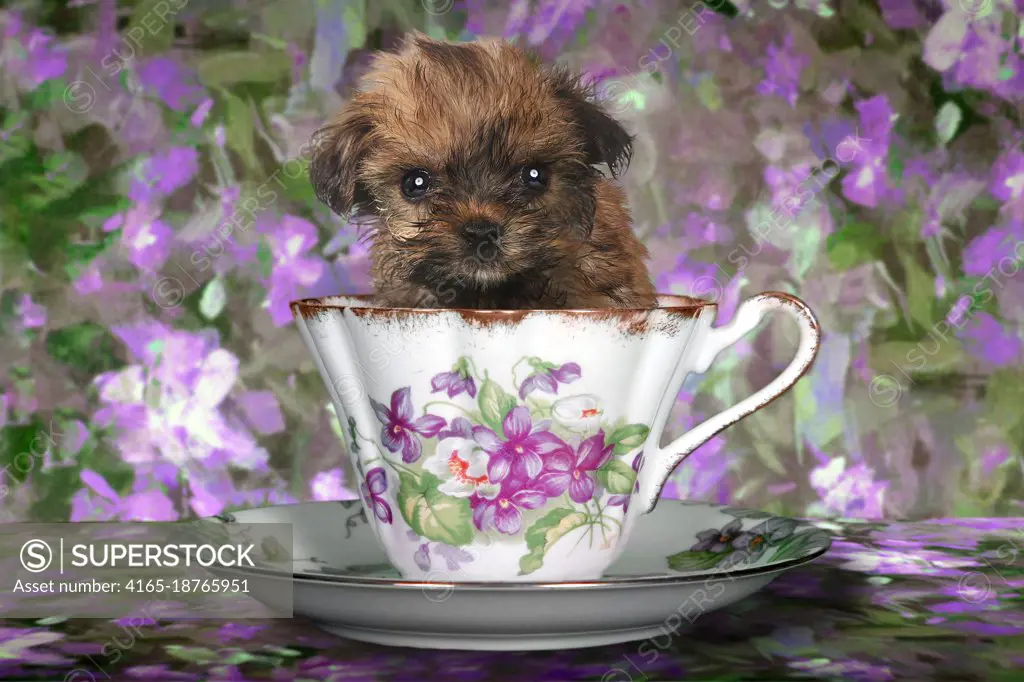 Adorable Yorkshire Terrier Puppy in a Teacup