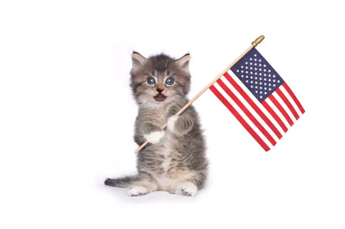 Adorable Kitten on White Holding American Flag