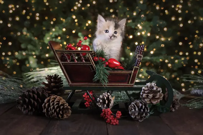 Cute Kitten in a Holiday Christmas Sleigh