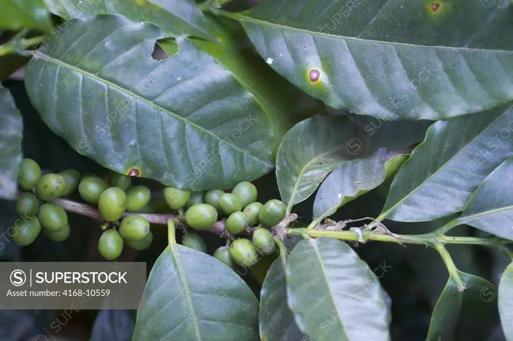 Guatemala, Highlands, Antigua, Coffee Plantation, Shade Grown Coffee, Coffee Beans On Bush