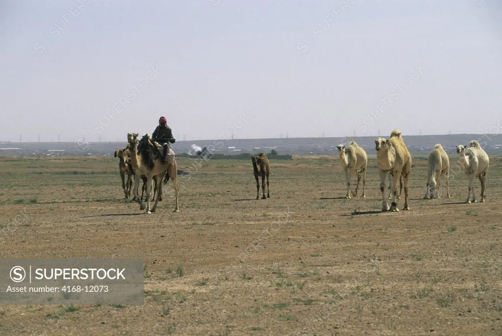 Saudi Arabia, Near Riyadh, Bedouin Herding Camels