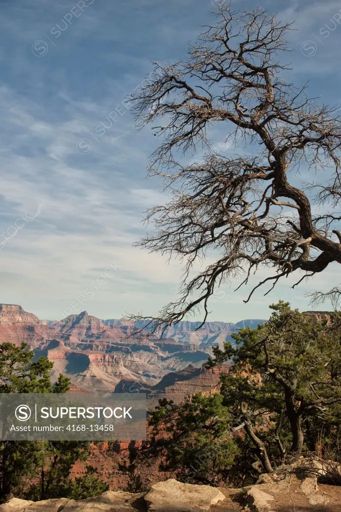 View Of Grand Canyon From The South Rim Of The Grand Canyon National Park Near Mather Point With Tree In Foreground, Arizona, Usa