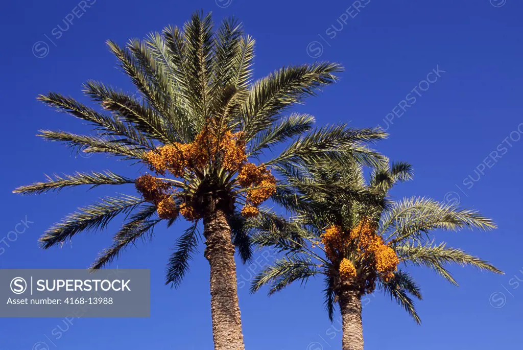 Libya, Near  Benghazi, Date Palm Trees With Dates