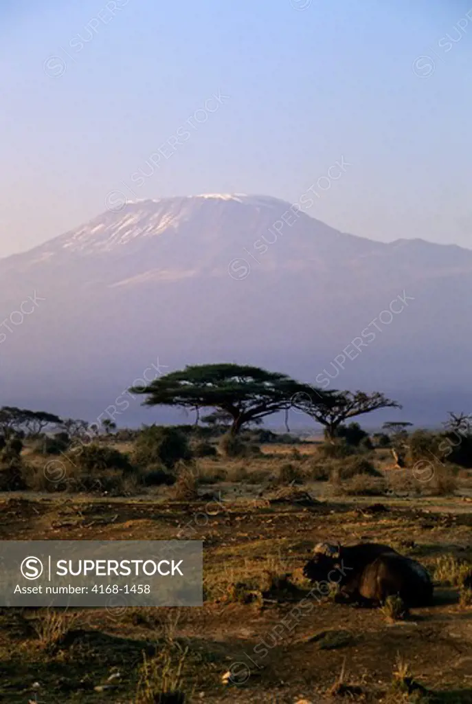 KENYA, AMBOSELI NATIONAL PARK, MT. KILIMANJARO AT DAWN, CAPE BUFFALO